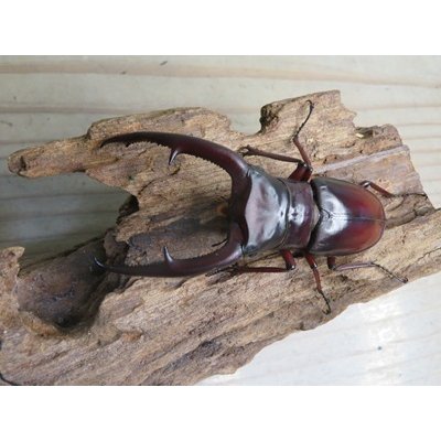 画像2: ☆新成虫☆マンディブラリスフタマタクワガタ（赤マンディ）♂88ミリ♀46ミリペア販売！！
