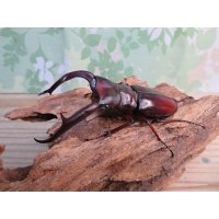 ☆新成虫☆マンディブラリスフタマタクワガタ（赤マンディ）♂88ミリ♀46ミリペア販売！！