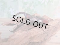 ☆新成虫☆マンディブラリスフタマタクワガタ（赤マンディ）♂88ミリ♀46ミリペア販売！！