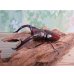 画像1: ☆新成虫☆マンディブラリスフタマタクワガタ（赤マンディ）♂88ミリ♀46ミリペア販売！！ (1)