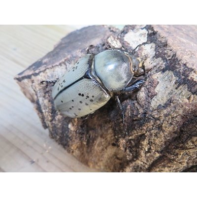 画像4: ☆新成虫☆グラントシロカブト♂59ミリ♀49ミリペア販売！！