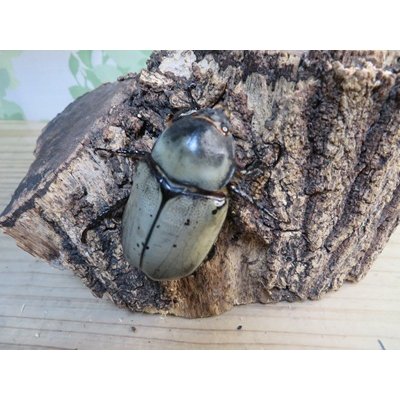 画像4: ☆新成虫☆グラントシロカブト♂74ミリ♀52ミリペア販売！！