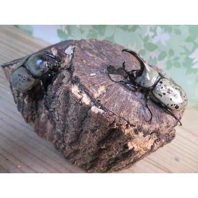 画像5: ☆新成虫☆グラントシロカブト♂59ミリ♀49ミリペア販売！！