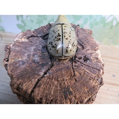 画像3: ☆新成虫☆グラントシロカブト♂74ミリ♀52ミリペア販売！！