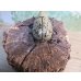 画像3: ☆新成虫☆グラントシロカブト♂74ミリ♀52ミリペア販売！！ (3)