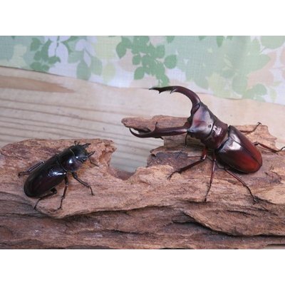 画像5: ☆新成虫☆マンディブラリスフタマタクワガタ（赤マンディ）♂88ミリ♀46ミリペア販売！！