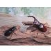 画像5: ☆新成虫☆マンディブラリスフタマタクワガタ（赤マンディ）♂88ミリ♀46ミリペア販売！！ (5)