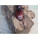 画像3: ☆新成虫☆マンディブラリスフタマタクワガタ（赤マンディ）♂88ミリ♀46ミリペア販売！！ (3)