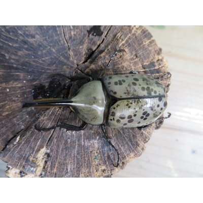 画像2: ☆新成虫☆グラントシロカブト♂59ミリ♀49ミリペア販売！！