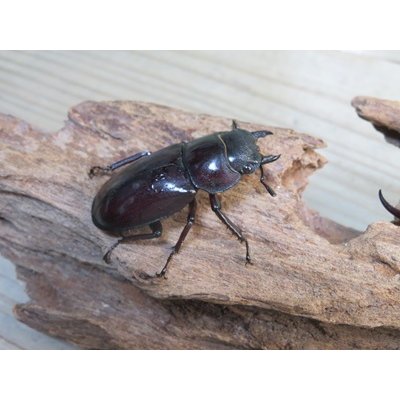 画像4: ☆新成虫☆マンディブラリスフタマタクワガタ（赤マンディ）♂88ミリ♀46ミリペア販売！！