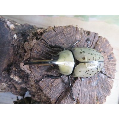 画像2: ☆新成虫☆グラントシロカブト♂74ミリ♀52ミリペア販売！！