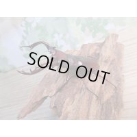 ☆人気種☆フォルスターフタマタクワガタ（亜種ニシ）♂73ミリ♀45ミリ新成虫ペア販売！！