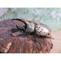 ☆新成虫☆グラントシロカブト♂59ミリ♀49ミリペア販売！！