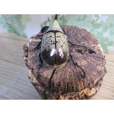 画像3: ☆新成虫☆グラントシロカブト♂76ミリ♀54ミリペア販売！！