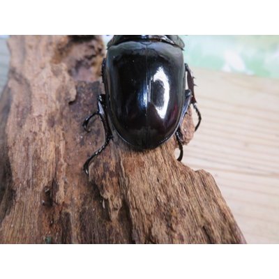 画像3: ☆即ブリ☆レギウスオオツヤクワガタ♂75ミリ♀48ミリペア販売！！