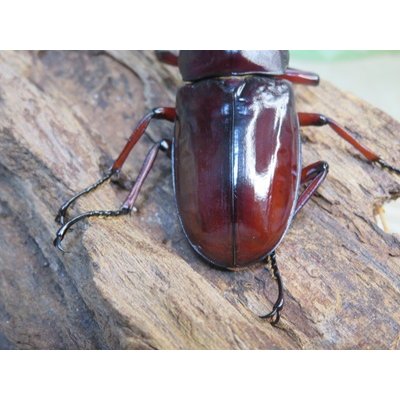 画像3: ☆人気種☆フォルスターフタマタクワガタ（亜種ニシ）♂74ミリ♀45ミリ新成虫ペア販売！！