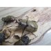 画像2: ☆スラウェシ亜種☆サビイロカブト♂38ミリ♀フリーサイズ新成虫ペア販売！！ (2)