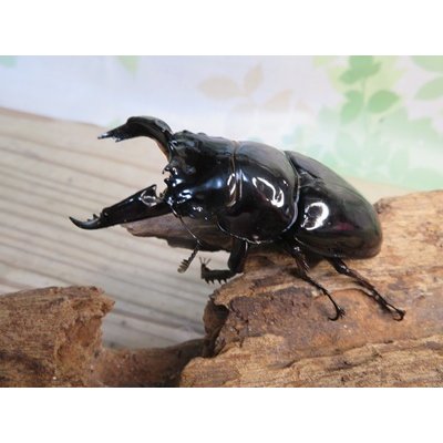 画像1: ☆即ブリ☆レギウスオオツヤクワガタ♂75ミリ♀48ミリペア販売！！