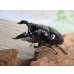 画像1: ☆即ブリ☆レギウスオオツヤクワガタ♂75ミリ♀48ミリペア販売！！ (1)