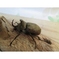 ☆スラウェシ亜種☆サビイロカブト♂38ミリ♀フリーサイズ新成虫ペア販売！！