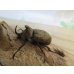 画像1: ☆スラウェシ亜種☆サビイロカブト♂38ミリ♀フリーサイズ新成虫ペア販売！！ (1)