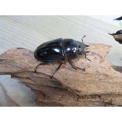 画像4: ☆即ブリ☆レギウスオオツヤクワガタ♂75ミリ♀48ミリペア販売！！