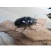 画像4: ☆即ブリ☆レギウスオオツヤクワガタ♂75ミリ♀48ミリペア販売！！ (4)