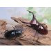 画像5: ☆人気種☆フォルスターフタマタクワガタ（亜種ニシ）♂74ミリ♀45ミリ新成虫ペア販売！！ (5)