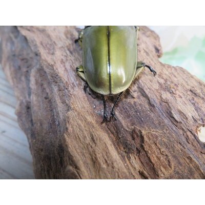 画像3: 美麗種☆大型新成虫☆ババオウゴンオニクワガタ♂74ミリ♀43ミリペア販売！！