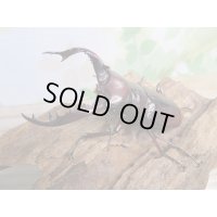 ☆人気種☆フォルスターフタマタクワガタ（亜種ニシ）♂74ミリ♀45ミリ新成虫ペア販売！！