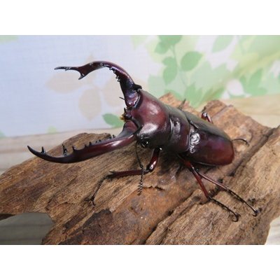 画像1: ☆人気種☆フォルスターフタマタクワガタ（亜種ニシ）♂74ミリ♀45ミリ新成虫ペア販売！！