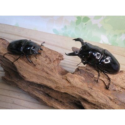 画像5: ☆即ブリ☆レギウスオオツヤクワガタ♂75ミリ♀48ミリペア販売！！