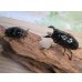 画像5: ☆即ブリ☆レギウスオオツヤクワガタ♂75ミリ♀48ミリペア販売！！ (5)