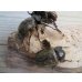 画像3: ☆スラウェシ亜種☆サビイロカブト♂38ミリ♀フリーサイズ新成虫ペア販売！！ (3)
