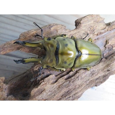 画像2: 美麗種☆大型新成虫☆ババオウゴンオニクワガタ♂74ミリ♀43ミリペア販売！！