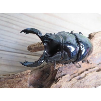 画像2: ☆即ブリ☆レギウスオオツヤクワガタ♂75ミリ♀48ミリペア販売！！