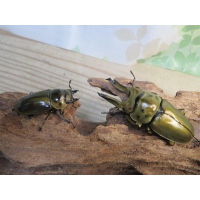 画像5: 美麗種☆大型新成虫☆ババオウゴンオニクワガタ♂74ミリ♀43ミリペア販売！！