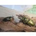 画像5: 美麗種☆大型新成虫☆ババオウゴンオニクワガタ♂74ミリ♀43ミリペア販売！！ (5)