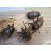画像4: ☆スラウェシ亜種☆サビイロカブト♂38ミリ♀フリーサイズ新成虫ペア販売！！ (4)