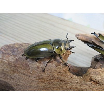 画像4: 美麗種☆大型新成虫☆ババオウゴンオニクワガタ♂74ミリ♀43ミリペア販売！！