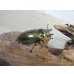 画像4: 美麗種☆大型新成虫☆ババオウゴンオニクワガタ♂74ミリ♀43ミリペア販売！！ (4)