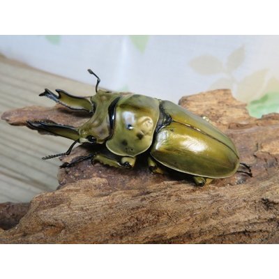画像1: 美麗種☆大型新成虫☆ババオウゴンオニクワガタ♂74ミリ♀43ミリペア販売！！