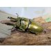画像1: 美麗種☆大型新成虫☆ババオウゴンオニクワガタ♂74ミリ♀43ミリペア販売！！ (1)