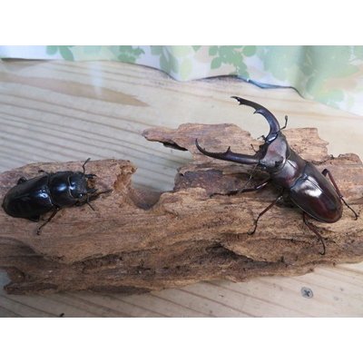 画像5: ☆新成虫☆マンディブラリスフタマタクワガタ（赤マンディ）♂76ミリ♀-A´46ミリペア販売！！
