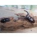 画像5: ☆新成虫☆マンディブラリスフタマタクワガタ（赤マンディ）♂76ミリ♀-A´46ミリペア販売！！ (5)