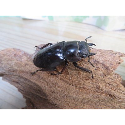 画像4: ☆新成虫☆マンディブラリスフタマタクワガタ（赤マンディ）♂76ミリ♀-A´46ミリペア販売！！