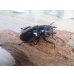 画像4: ☆新成虫☆マンディブラリスフタマタクワガタ（赤マンディ）♂76ミリ♀-A´46ミリペア販売！！ (4)