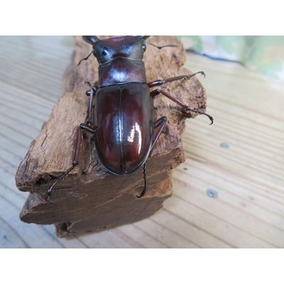 画像3: ☆新成虫☆マンディブラリスフタマタクワガタ（赤マンディ）♂76ミリ♀-A´46ミリペア販売！！