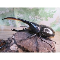 ☆人気種☆D.H.リッキー♂143ミリ♀68ミリ新成虫ペア販売！！