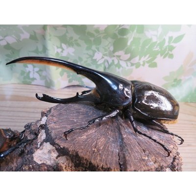 画像1: ☆人気種☆D.H.リッキー♂143ミリ♀68ミリ新成虫ペア販売！！